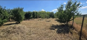 Vând Teren 2930 mp Loc. Mâsca Arad - imagine 3