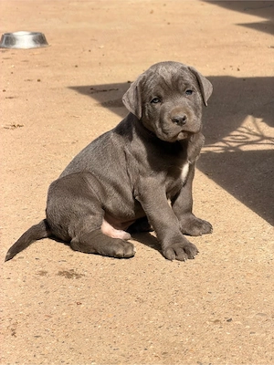 Câini Cane Corso 