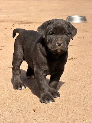 Câini Cane Corso  - imagine 3