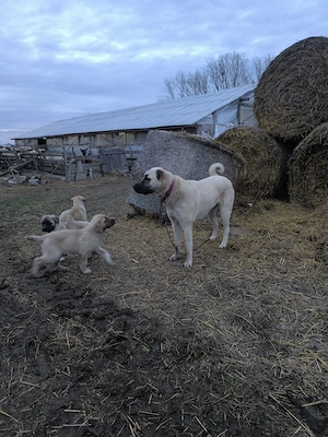 Cățeaua Kangal învață la oi