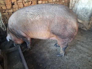 Scroafa duroc pur gestanta - imagine 2