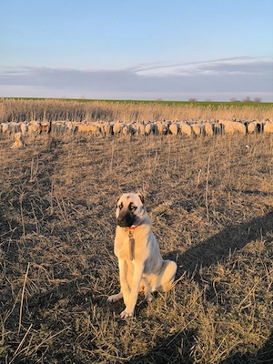 Cățeaua Kangal învață la oi - imagine 5