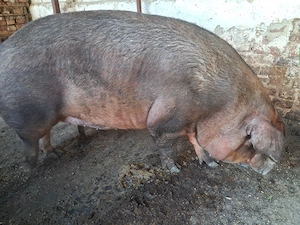 Scroafa duroc pur gestanta - imagine 4