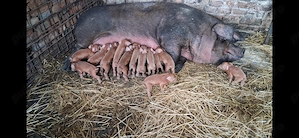 Scroafa duroc pur gestanta - imagine 5