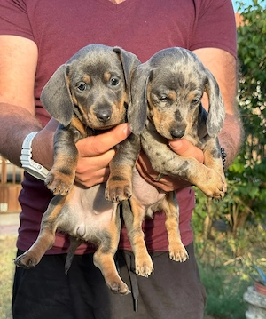 teckel fetite blue blue harleqiun