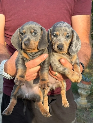 teckel fetite blue , blue harlequin 