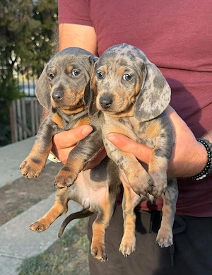 teckel fetite blue blue harlequin 