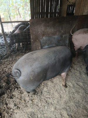 porci de vinzare - imagine 4