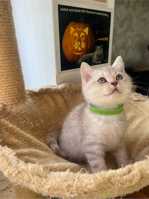 british shorthair white tabby