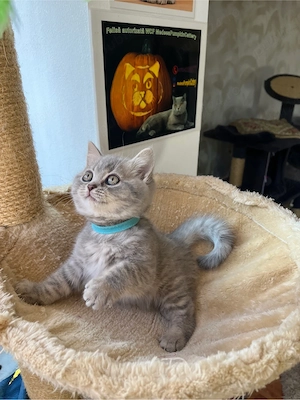 british shorthair makerel - imagine 3