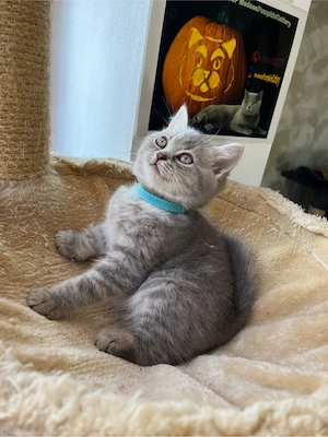 british shorthair makerel - imagine 5