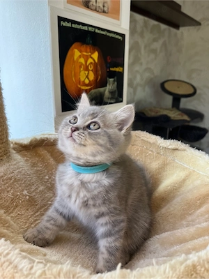 british shorthair makerel