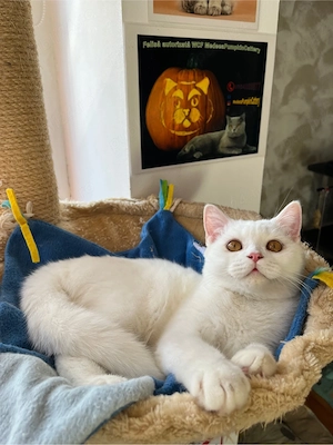 british shorthair lilac - imagine 5