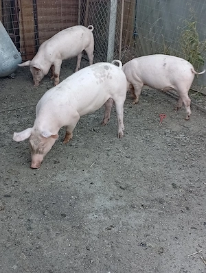 Vând șoldani cu greutate de 35 kg în sus - imagine 4