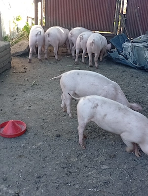 Vând șoldani cu greutate de 35 kg în sus - imagine 2