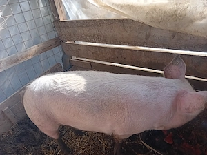 Vand porc 160 kg tinut fara concentrate