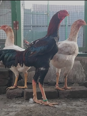 Găini combatant Malaezia 