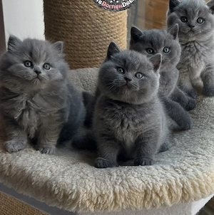 british shorthair rasa pura 