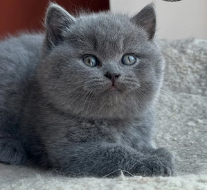 scottish fold ciocolatiu bleak rasa pura - imagine 5