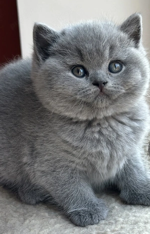 british shorthair rasa pura  - imagine 4
