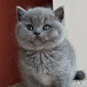 british shorthair rasa pura  - imagine 2