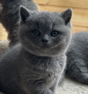 british shorthair scottish fold  - imagine 2