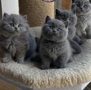 Scottish fold de exceptie!British Shorthair Asigur Transport - imagine 3