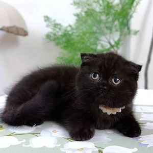 scottish fold ciocolatiu bleak rasa pura - imagine 4