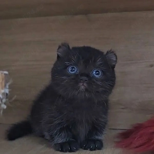 scottish fold ciocolatiu bleak rasa pura - imagine 2