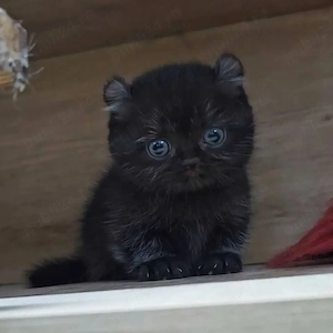 scottish fold ciocolatiu bleak rasa pura - imagine 3