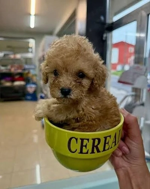 teeacup pudel poodel miniatural-Linie Coreană!  - imagine 2