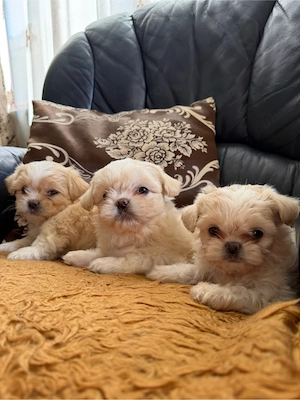 catei shih tzu - imagine 2