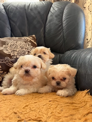 catei shih tzu