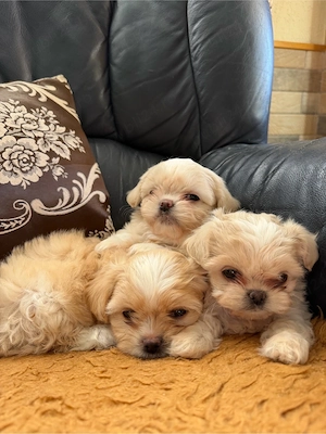 catei shih tzu - imagine 5