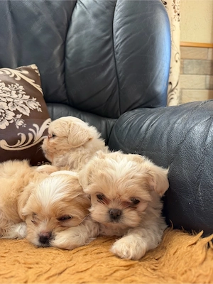 catei shih tzu - imagine 3