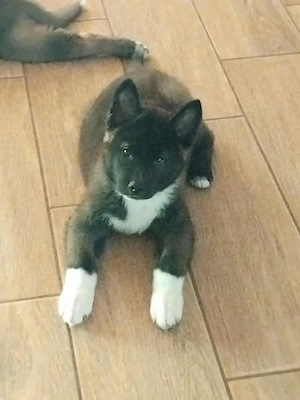 Vănd căței Akita inu - imagine 5