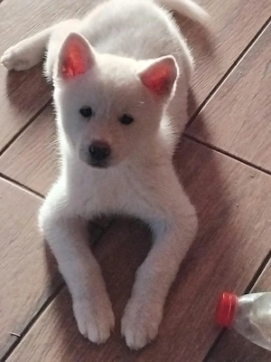 Vănd căței Akita inu - imagine 4