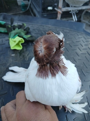 porumbei jucatori de Botoșani 