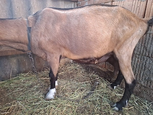 Vând capra alpină bună de lapte  - imagine 5