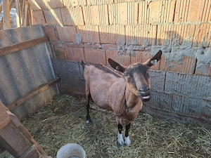 Vând capra alpină bună de lapte 