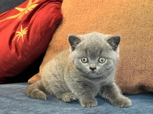 British Shorthair 