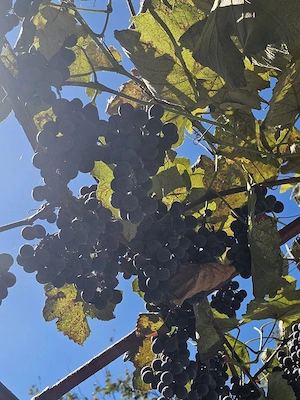 Vând struguri de boltă pentru vin 