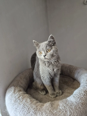 British shorthair - imagine 3