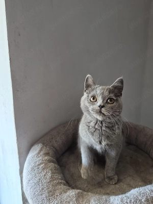 British shorthair - imagine 2