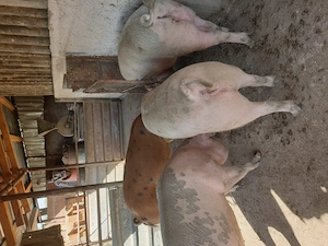 Vand porci 130-150kg 