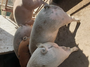 Vand porci 130-150kg  - imagine 3
