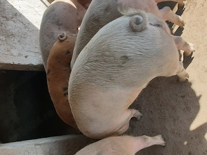 Vand porci 130-150kg  - imagine 2