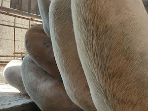 Vand porci 130-150kg  - imagine 5