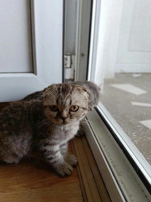 Pui pisica Scottish Fold de vanzare