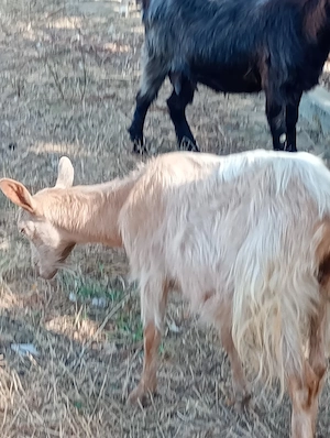 vand doua capre si o iada de asta primavara  - imagine 3